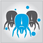 Dust Mites